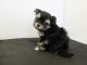 Morkie Puppies for sale in California, USA. price: NA