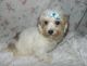 Morkie Puppies for sale in Bethany Beach, DE, USA. price: NA