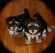 Morkie Puppies for sale in Rialto, CA, USA. price: $300