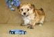 Morkie Puppies for sale in Phoenix, AZ, USA. price: NA