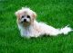 Morkie Puppies for sale in Colorado Springs, CO, USA. price: $700