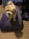 Morkie Puppies for sale in Elgin, IL, USA. price: NA