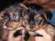 Morkie Puppies for sale in Atlanta, GA, USA. price: NA