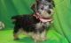 Morkie Puppies for sale in Bakersfield, CA, USA. price: NA