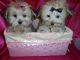 Morkie Puppies for sale in Detroit, MI, USA. price: $1,000