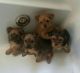 Morkie Puppies for sale in Alpharetta, GA, USA. price: NA