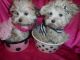 Morkie Puppies for sale in Detroit, MI, USA. price: $950