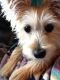 Morkie Puppies for sale in Berkeley, CA, USA. price: NA