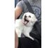 Morkie Puppies for sale in Amarillo, TX, USA. price: NA
