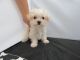 Morkie Puppies for sale in Fullerton, CA, USA. price: NA
