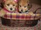 Morkie Puppies for sale in Detroit, MI, USA. price: $850