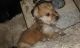 Morkie Puppies for sale in Needville, TX 77461, USA. price: NA