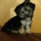 Morkie Puppies for sale in Washington, VA 22747, USA. price: NA