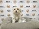 Morkie Puppies for sale in Los Angeles, CA, USA. price: $850
