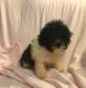 Morkie Puppies for sale in Conowingo, 8, Oakwood, MD 21918, USA. price: $650