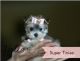 Morkie Puppies for sale in Fort Lauderdale, FL, USA. price: NA