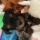 Morkie Puppies for sale in San Jose, CA, USA. price: NA