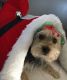 Morkie Puppies for sale in Wilmington, OH 45177, USA. price: $500