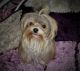 Morkie Puppies for sale in Columbus, OH, USA. price: NA