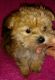 Morkie Puppies for sale in Lake Village, IN 46349, USA. price: $900