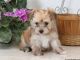 Morkie Puppies for sale in Los Angeles, CA, USA. price: $500