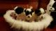 Morkie Puppies for sale in Clackamas, OR, USA. price: $1,100