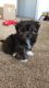 Morkie Puppies for sale in Cleveland, OH 44113, USA. price: NA