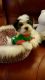 Morkie Puppies for sale in Clackamas, OR, USA. price: $1,100
