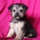 Morkie Puppies for sale in Canton, OH, USA. price: NA
