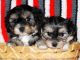 Morkie Puppies for sale in Sacramento, CA, USA. price: $475