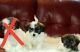 Morkie Puppies for sale in Chicago, IL 60608, USA. price: NA