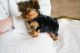 Morkie Puppies for sale in Idaho Ave, Dallas, TX 75216, USA. price: NA