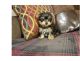 Morkie Puppies for sale in Idaho Ave, Dallas, TX 75216, USA. price: NA