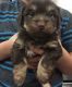 Morkie Puppies for sale in Temecula, CA, USA. price: $600