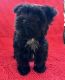 Morkie Puppies for sale in Greeneville, TN 37743, USA. price: NA