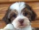 Morkie Puppies for sale in Richmond, VA, USA. price: $500