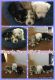 Morkie Puppies for sale in Miami, FL 33177, USA. price: $975