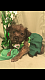 Morkie Puppies for sale in Richmond, TX, USA. price: NA
