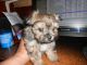 Morkie Puppies for sale in Chattaroy, WA 99003, USA. price: $375