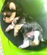 Morkie Puppies for sale in Chinquapin, NC 28521, USA. price: NA