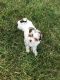 Morkie Puppies for sale in Sterling Heights, MI 48310, USA. price: NA