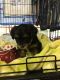 Morkie Puppies for sale in Clinton, NJ 08809, USA. price: NA