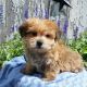 Morkie Puppies for sale in Canton, OH, USA. price: NA