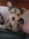 Morkie Puppies for sale in Hollywood, FL 33021, USA. price: NA