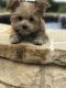 Morkie Puppies for sale in Lipan, TX 76462, USA. price: $1,250