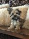 Morkie Puppies for sale in Lipan, TX 76462, USA. price: $1,500