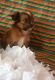 Morkie Puppies for sale in Oak Park, IL, USA. price: NA