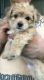 Morkie Puppies for sale in Wilkes-Barre, PA, USA. price: NA