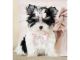 Morkie Puppies for sale in CA-111, Rancho Mirage, CA 92270, USA. price: NA