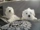 Morkie Puppies for sale in Cottage City Rd, Canandaigua, NY 14424, USA. price: NA